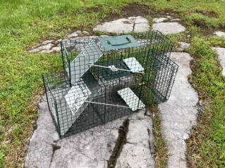 95916.jpeg